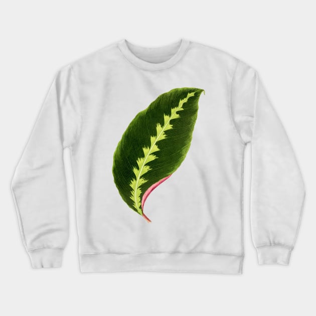 Calathea Warscewiczii - Flore des serres et des jardin de l’Europe Crewneck Sweatshirt by chimakingthings